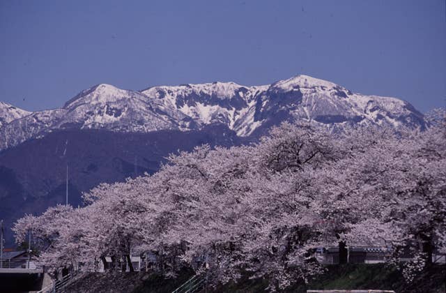 弁天桜