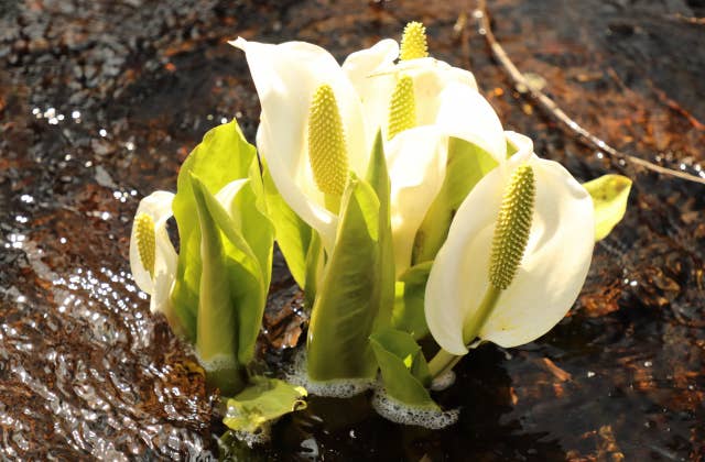 荒沢の水芭蕉