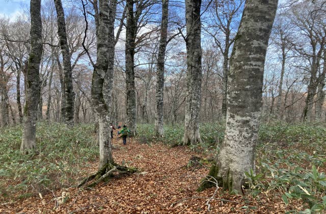 船形山のブナの原生林