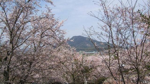 笹山公園桜