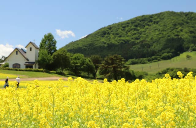 やくらいガーデン菜の花と薬莱山