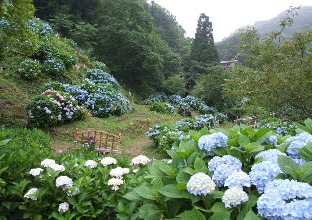 くぼたあじさい公園