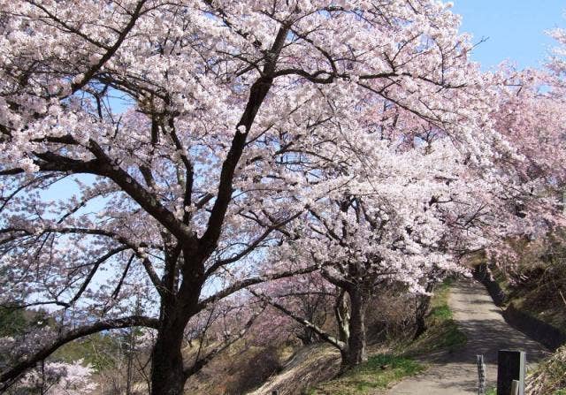 富成花見山森林公園