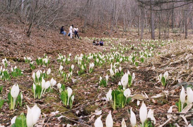 石田ブヨメキの水芭蕉