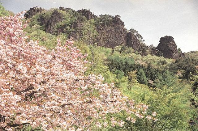 霊山の山桜