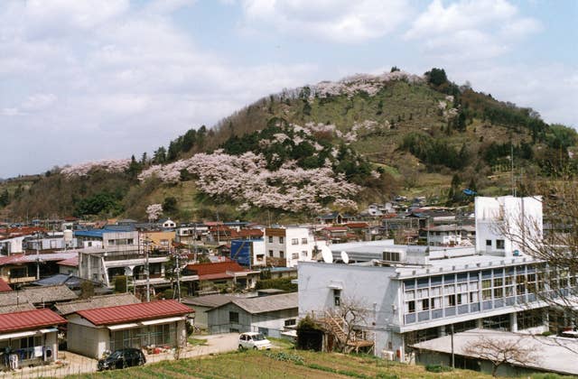 茶臼山の桜