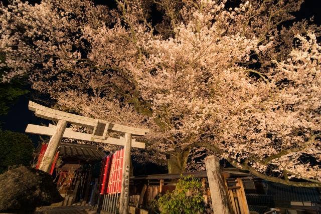 高福時彼岸桜