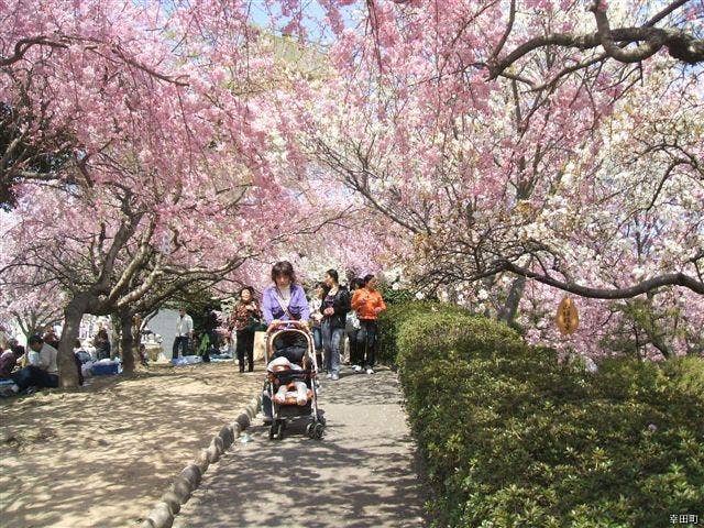 幸田文化公園の枝垂桜