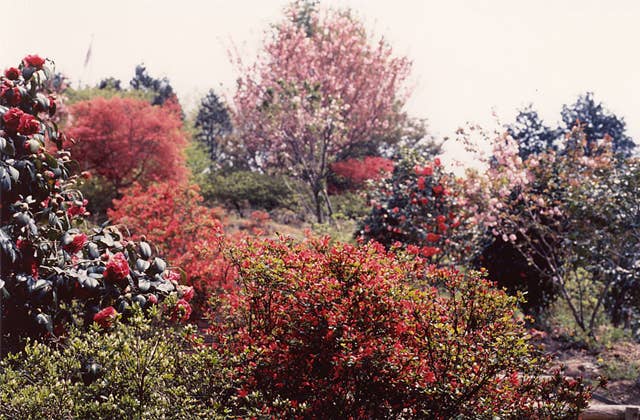 彦左公園の花木