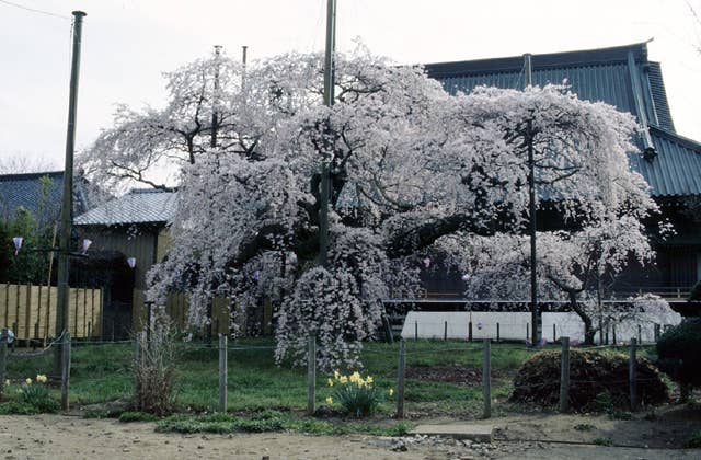 般若院の枝垂桜