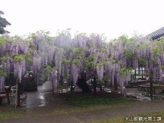 住雲寺の6尺藤