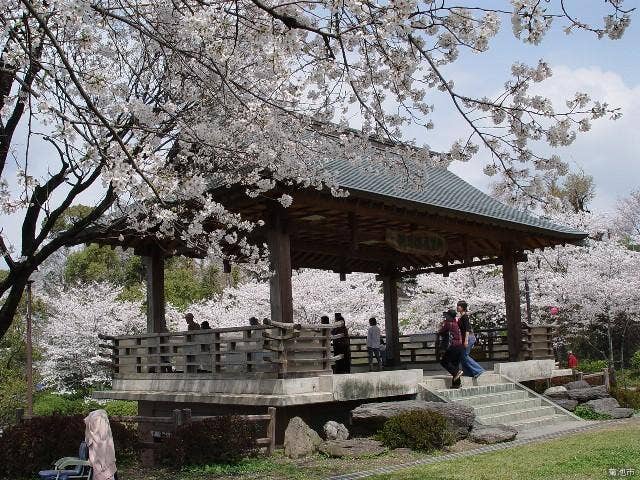 菊池公園桜