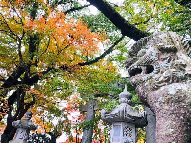 秋の菊池神社