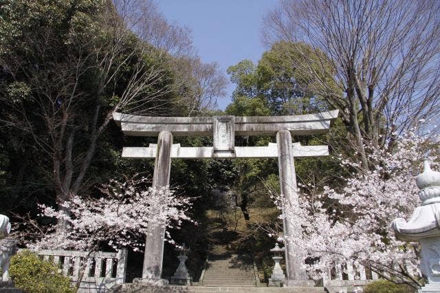 菊池神社鳥居（桜）