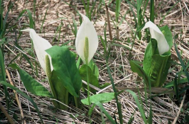 田土ヶ入地区　水芭蕉