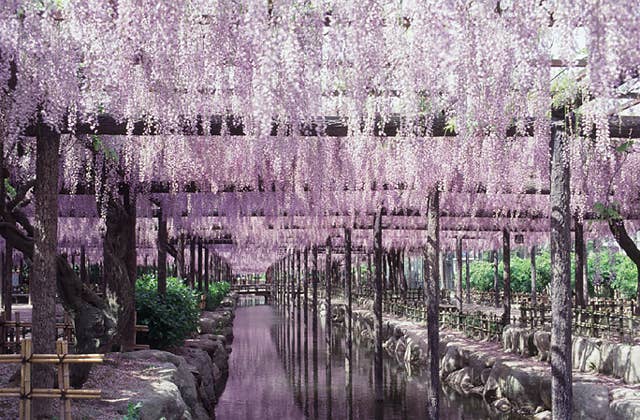 天王川公園の藤