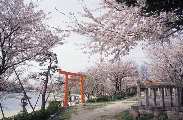 天王川公園の桜