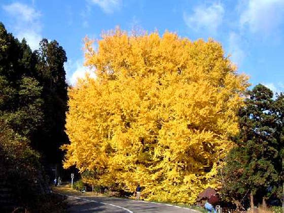 北金ケ沢の大銀杏