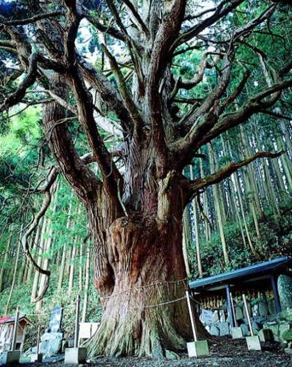 関の甕杉