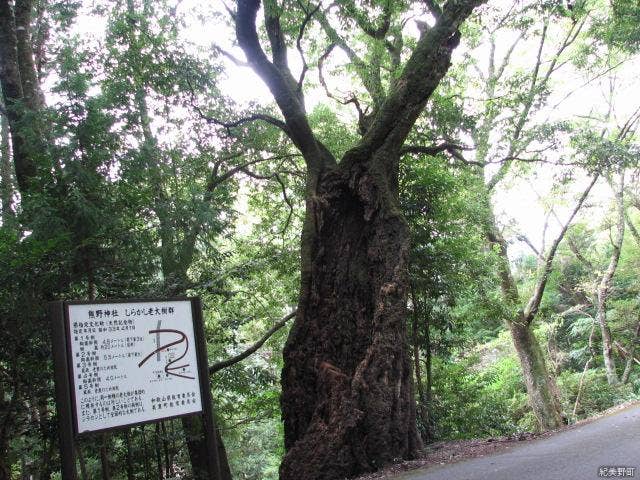 熊野神社のしらかしの老大樹