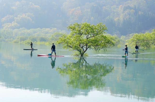 白川湖の水没林