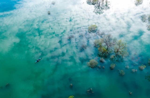 白川湖の水没林