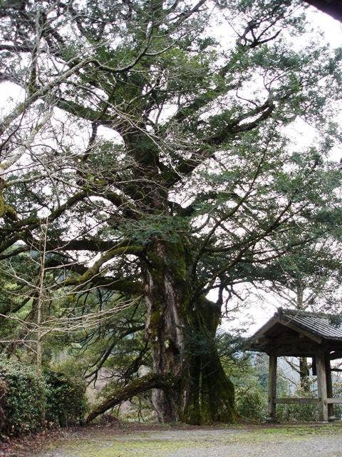 善福寺のカヤ