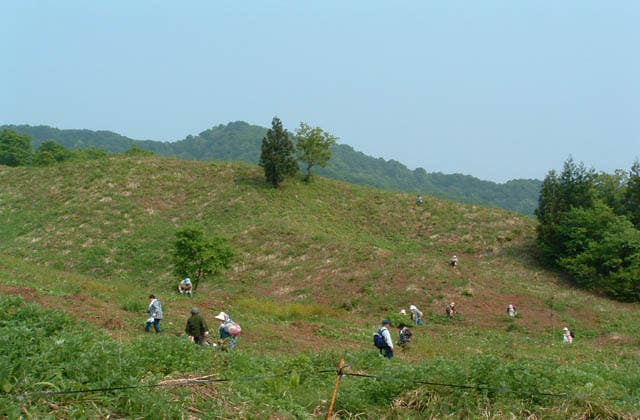 遅谷わらび園