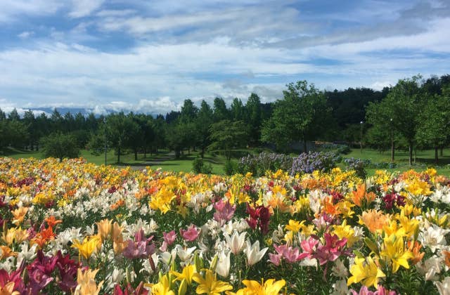 いいでどんでん平ゆり園