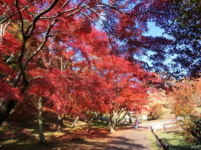 修善寺自然公園紅葉