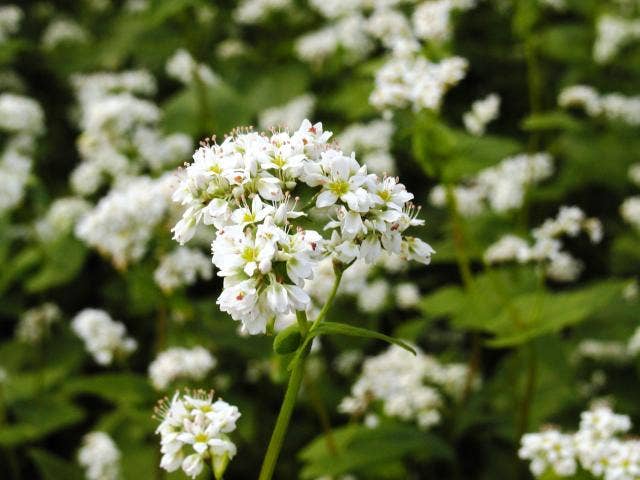 そば花