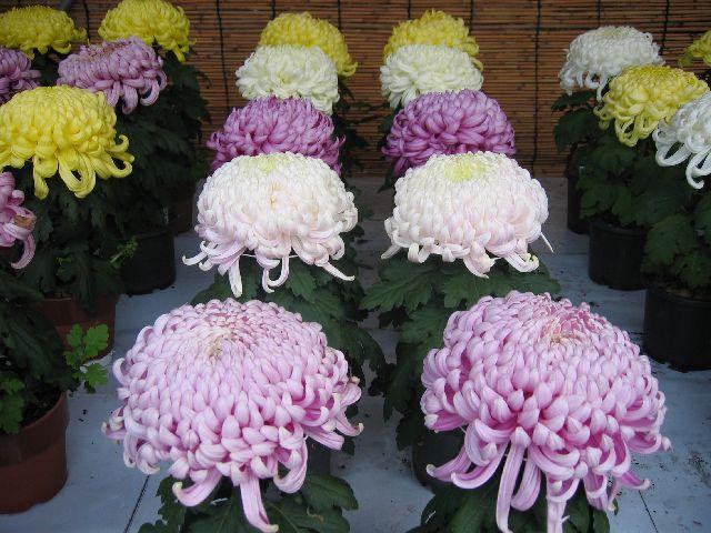 岐阜公園菊人形・菊花展 / 岐阜県 -【JAPAN 47 GO】