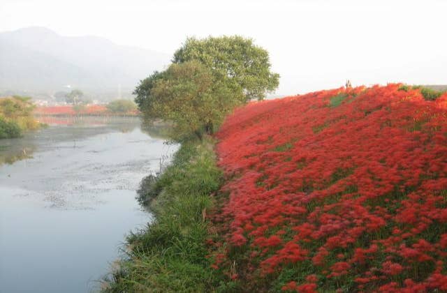 津屋川堤