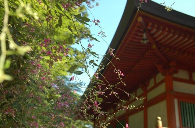毛越寺萩まつり
