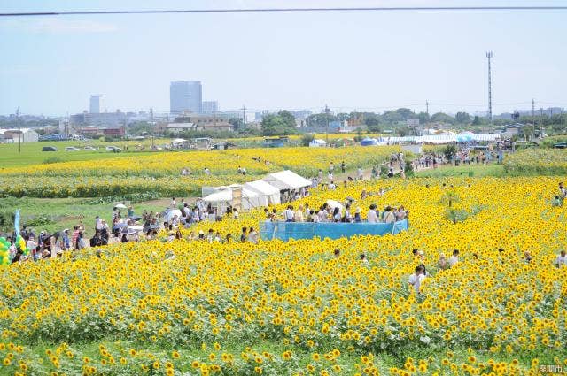 ひまわりまつり会場