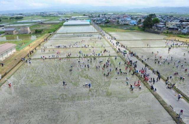 平成２７年第１「風と共に去りぬ」田植え体験ツアー