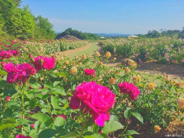 イングリッシュローズ