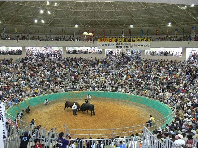 全島闘牛大会