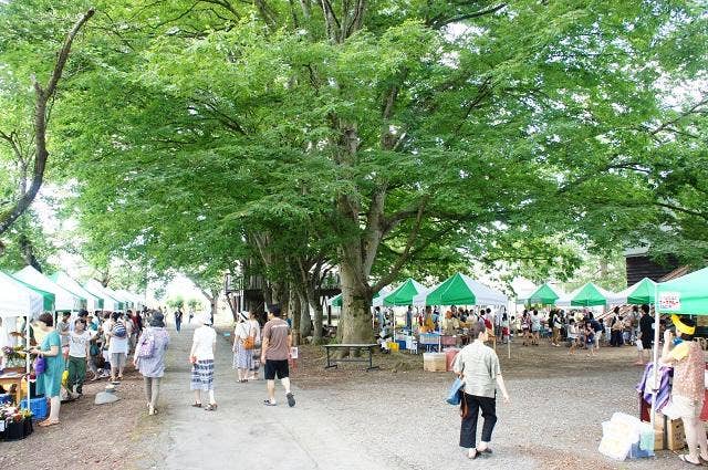 会場のシンボル大ケヤキ