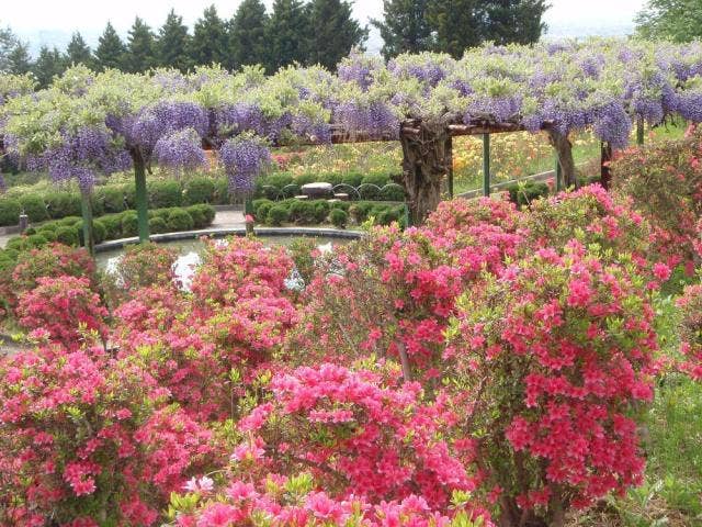 寒河江公園つつじ園