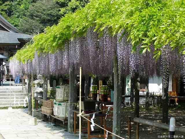 二日市温泉藤まつり