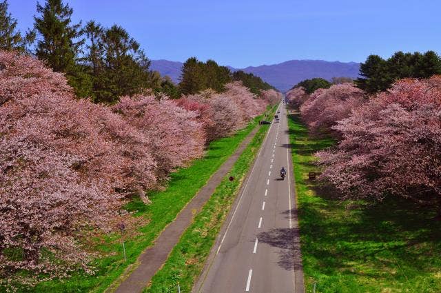 二十間道路桜並木