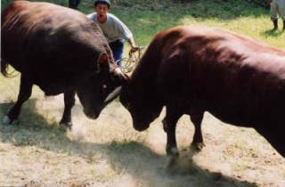 山古志闘牛大会の様子