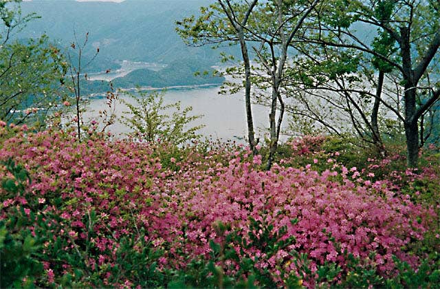 仙崎公園つつじまつり