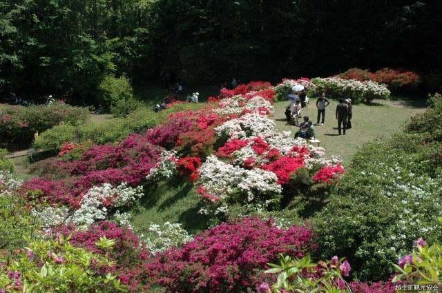 五大尊つつじ公園