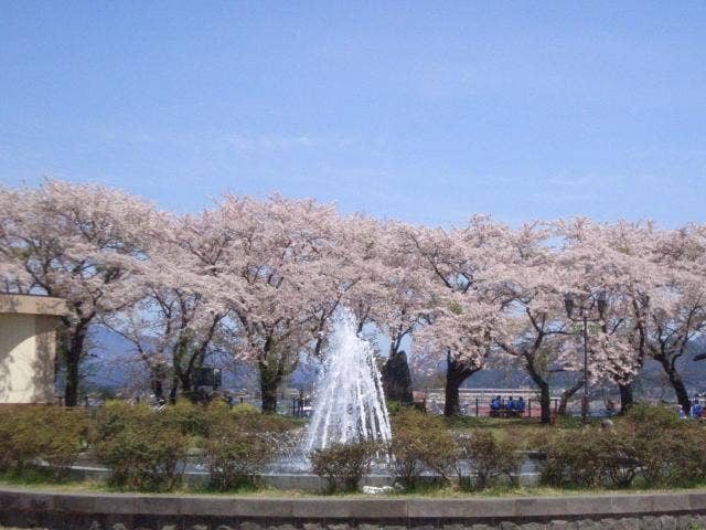 桂城公園の噴水と桜