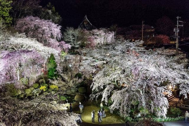 光前寺しだれ桜講堂前