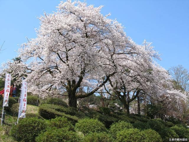 村松公園桜まつり