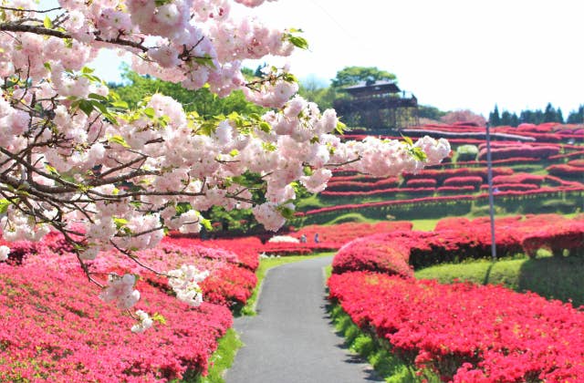 椎八重公園