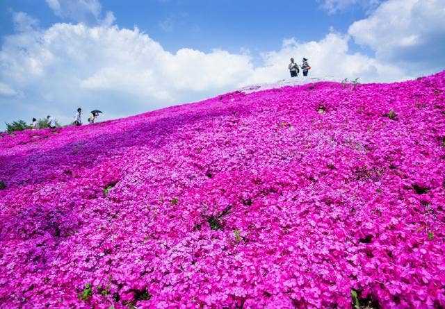 芝桜まつり